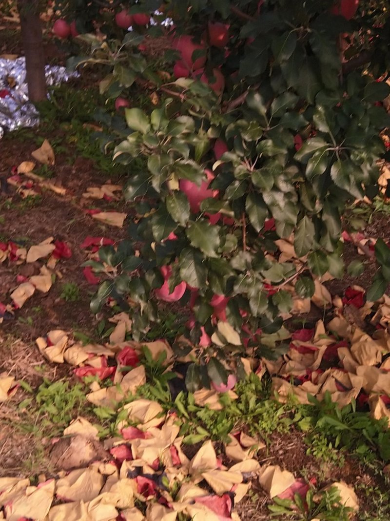 红富士苹果