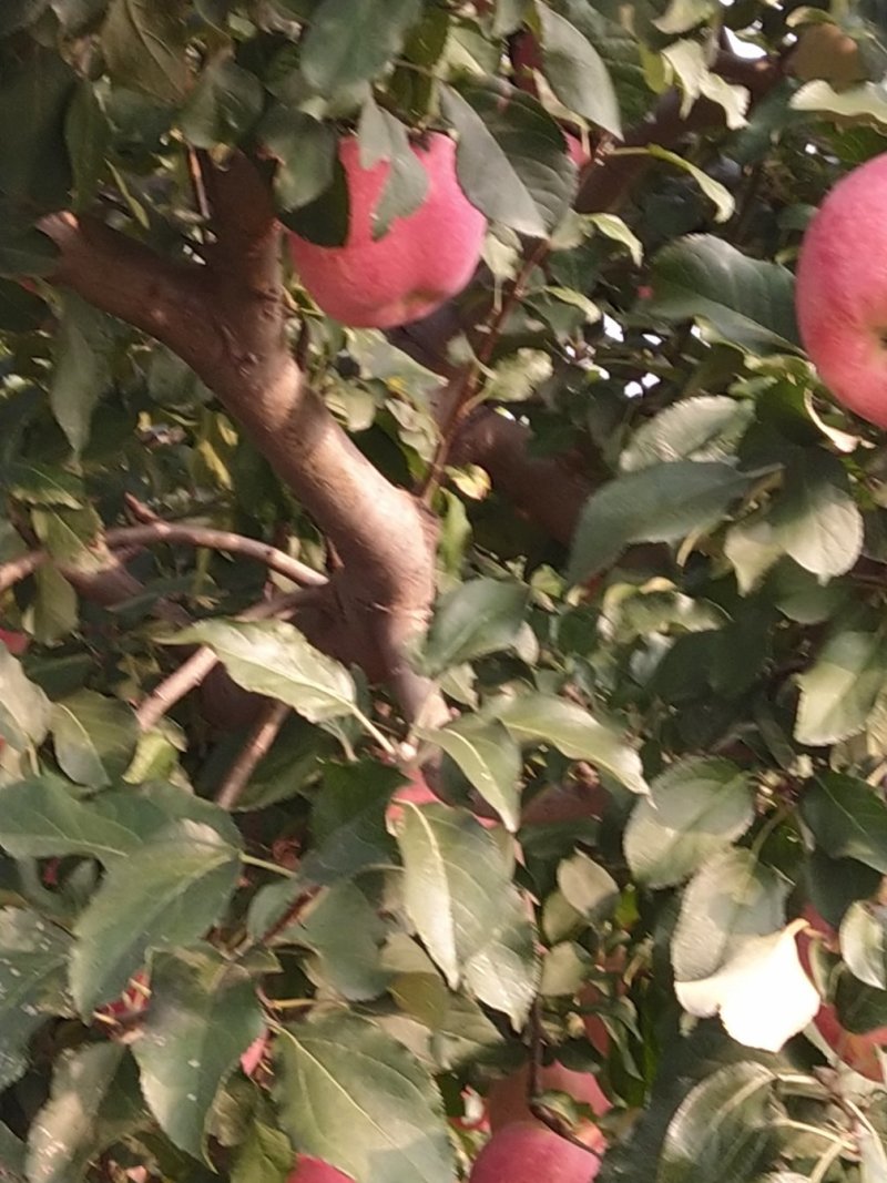 红富士苹果