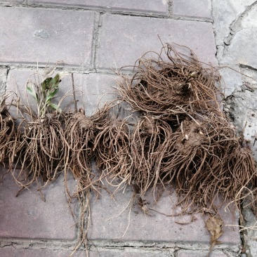 苍术种茎苗