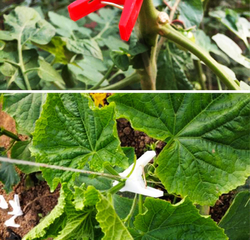 绑秧夹大棚蔬菜吊秧夹黄瓜西红柿绑蔓夹