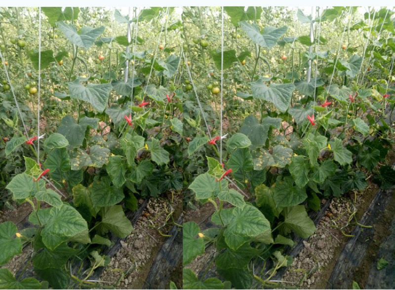 绑秧夹大棚蔬菜吊秧夹黄瓜西红柿绑蔓夹