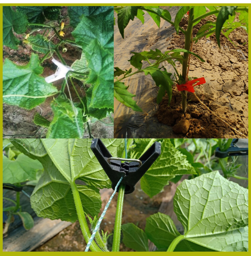 绑秧夹大棚蔬菜吊秧夹黄瓜西红柿绑蔓夹