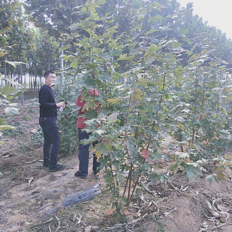 丛生美国红枫树苗