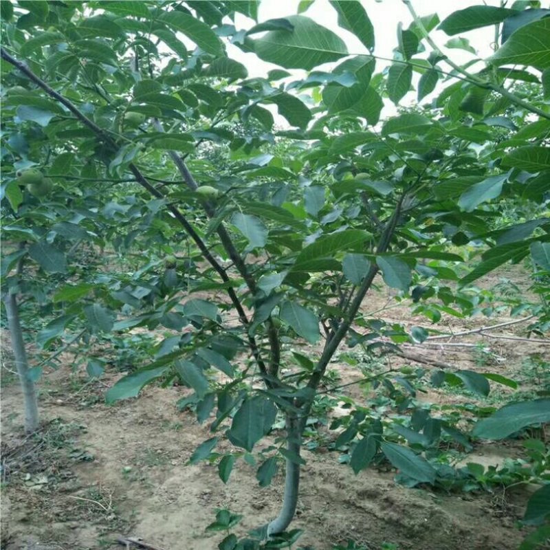 新疆纸皮核桃薄皮核桃树苗