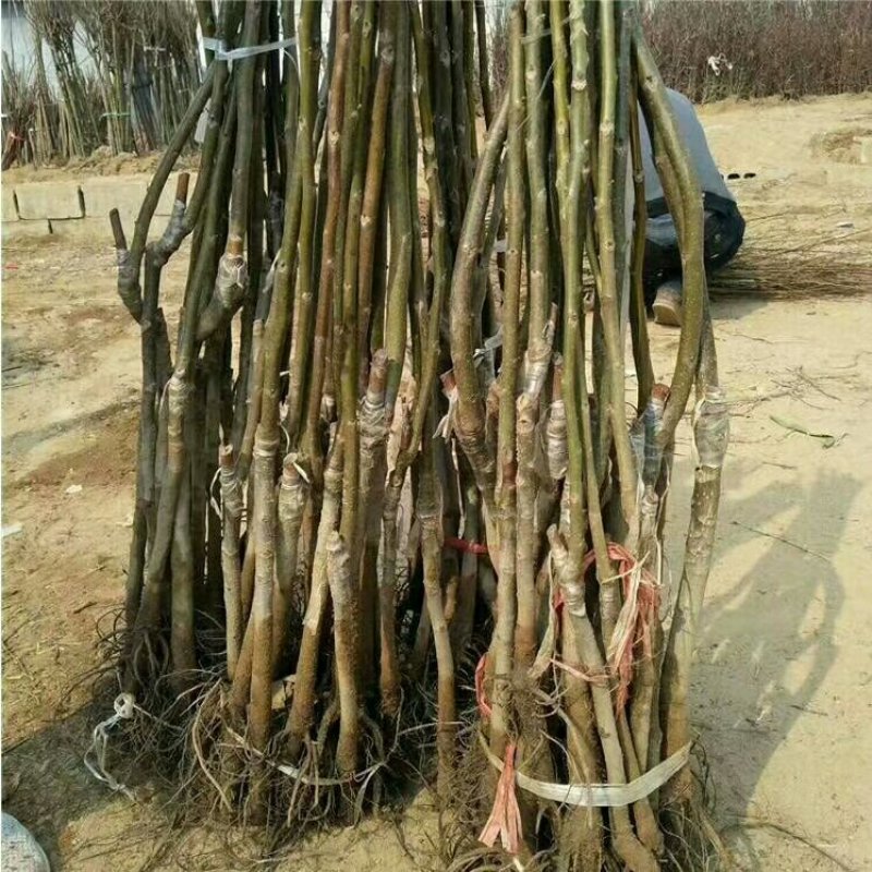 新疆纸皮核桃薄皮核桃树苗