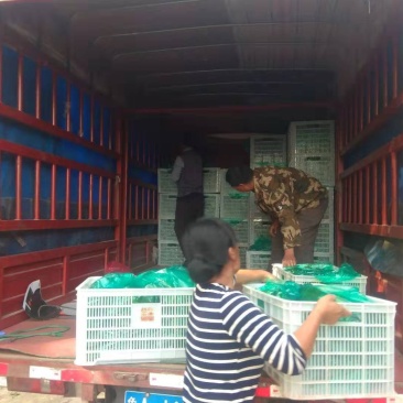 万亩太空椒基地车可进场全天市场精品太空椒