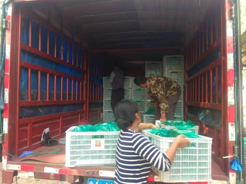 万亩太空椒基地车可进场全天市场精品太空椒