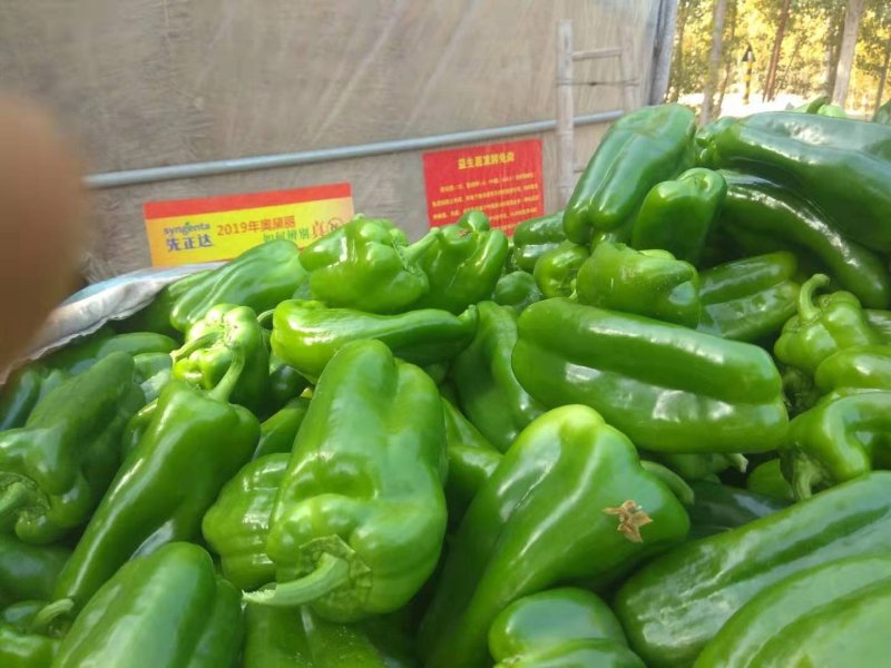 圆椒车可进场新上市太空椒量大质优