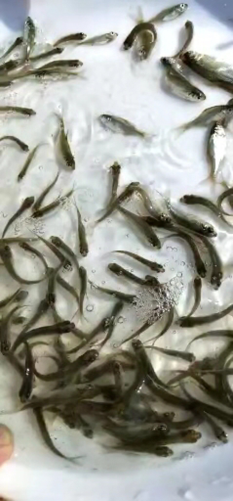 青鱼苗螺丝青鱼苗黑皖鱼苗+自孵水花（基地直供）