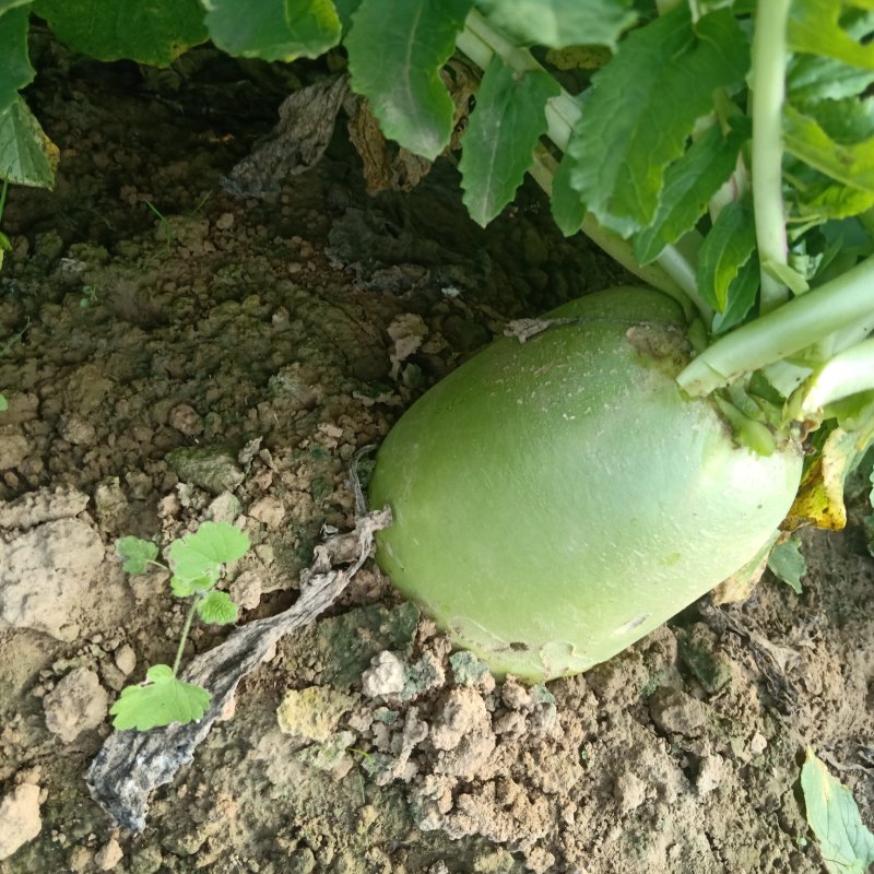 青皮萝卜791大量现货，需要联系，供应各大档口市场。