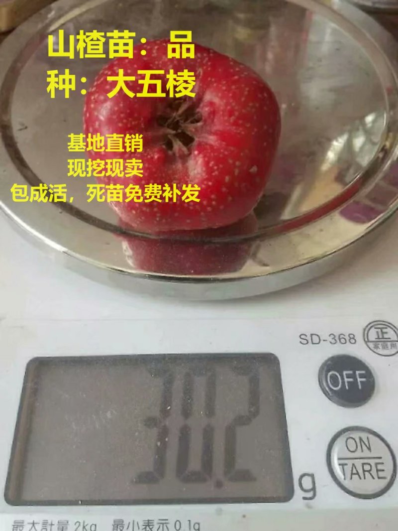 山楂苗大金星大五棱甜红子基地直销现挖现卖