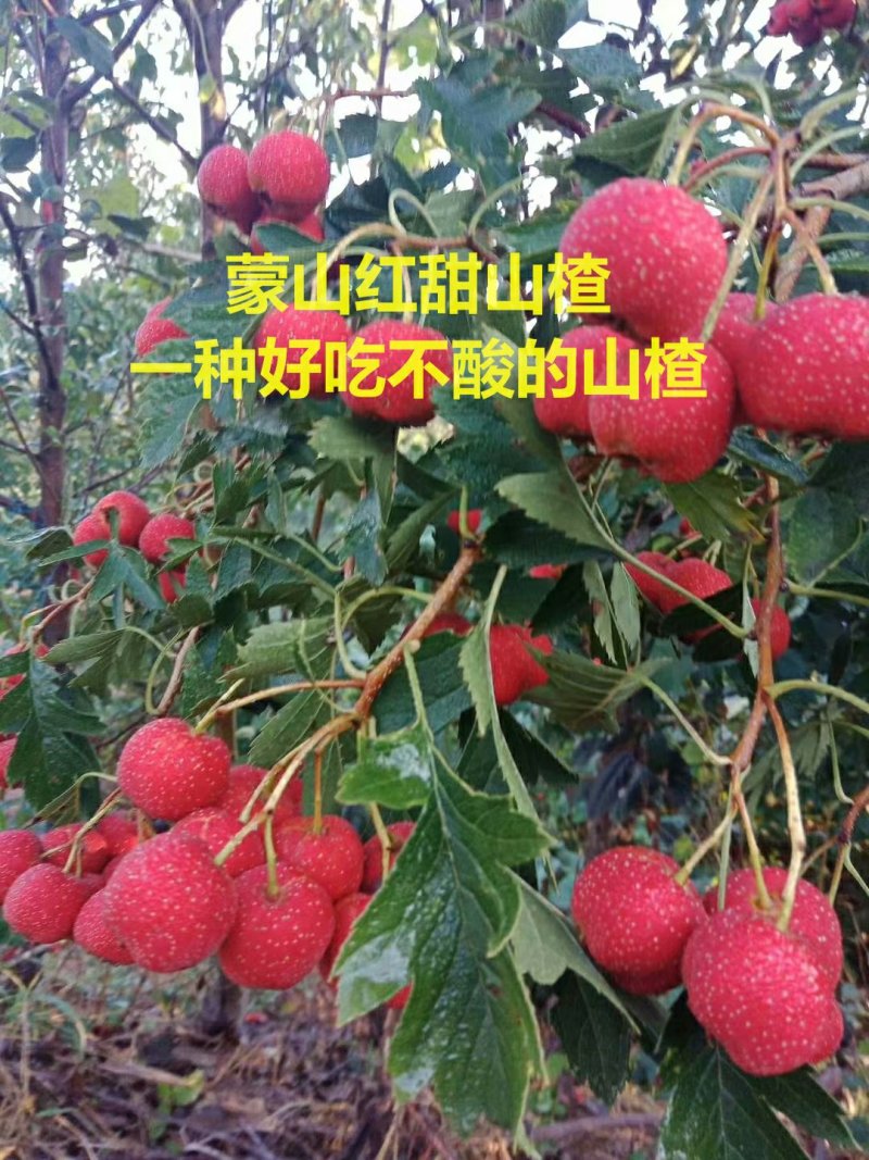 山楂苗大金星大五棱甜红子基地直销现挖现卖