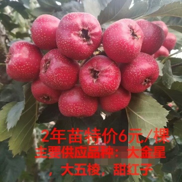 山楂苗大金星大五棱甜红子基地直销现挖现卖