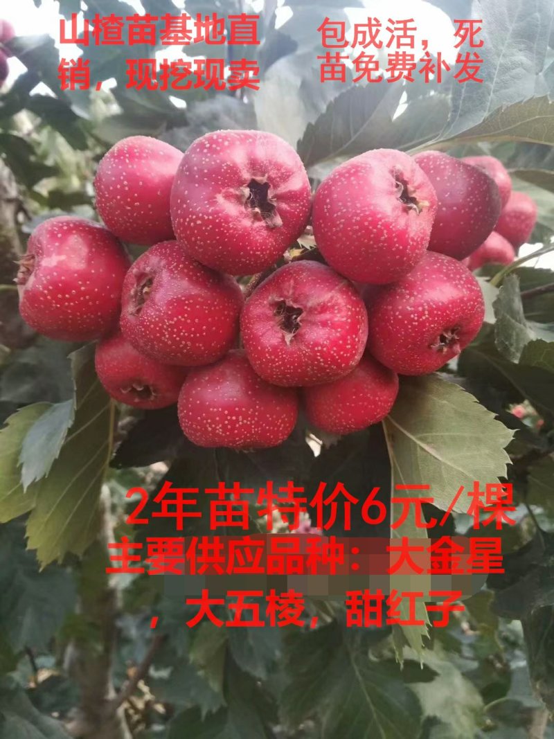 山楂苗大金星大五棱甜红子基地直销现挖现卖
