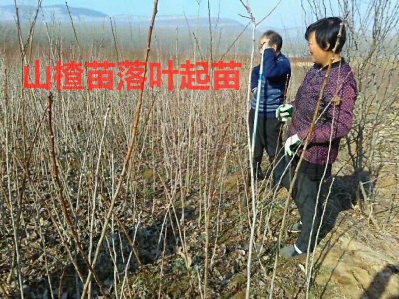 山楂苗大金星大五棱甜红子基地直销现挖现卖