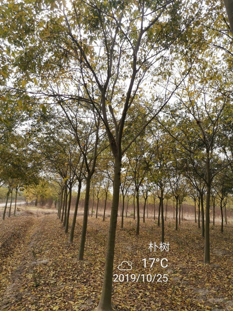 精品朴树白榉榉树苗圃大量出售12公分装车580量大从优