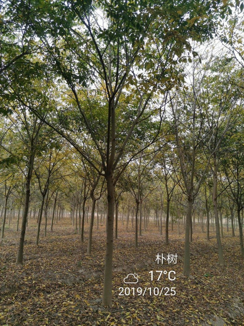 精品朴树白榉榉树苗圃大量出售12公分装车580量大从优