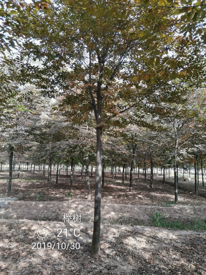 精品朴树白榉榉树苗圃大量出售12公分装车580量大从优