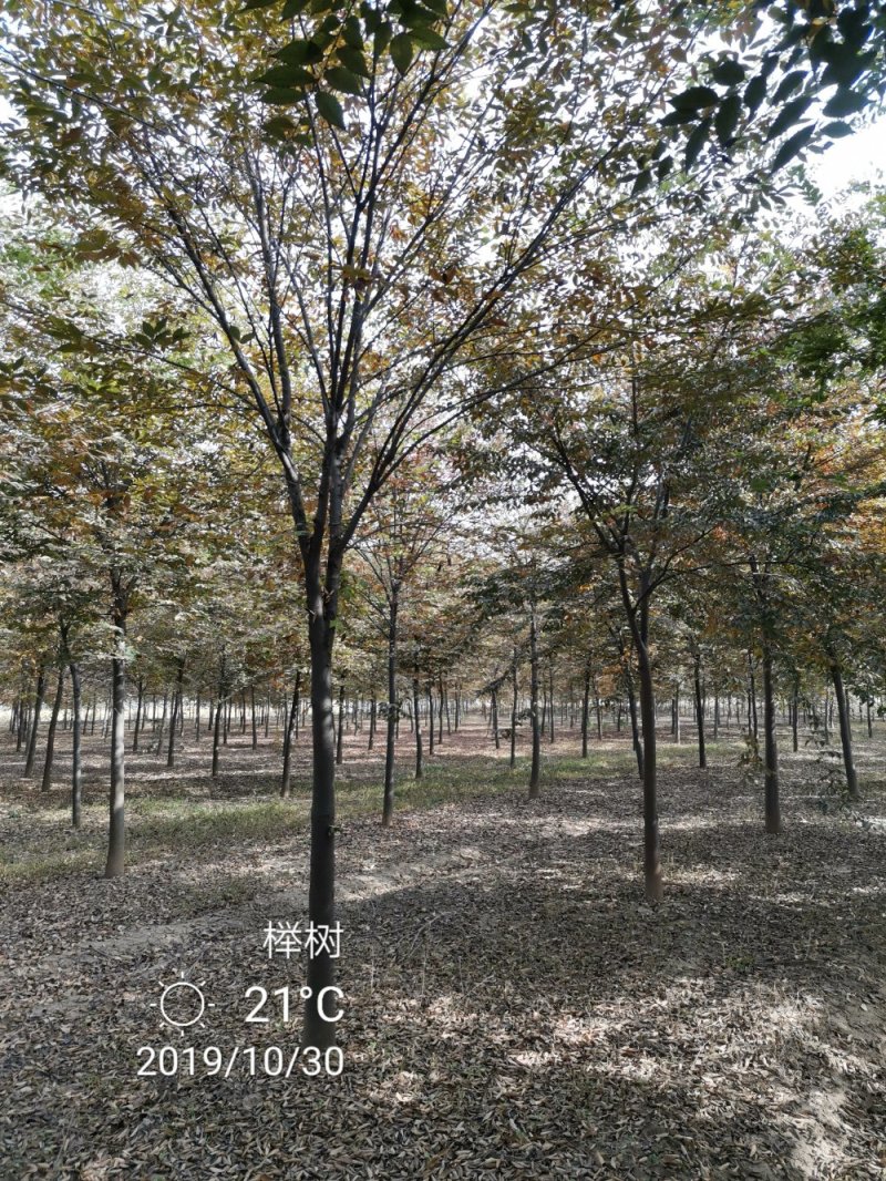 精品朴树白榉榉树苗圃大量出售12公分装车580量大从优