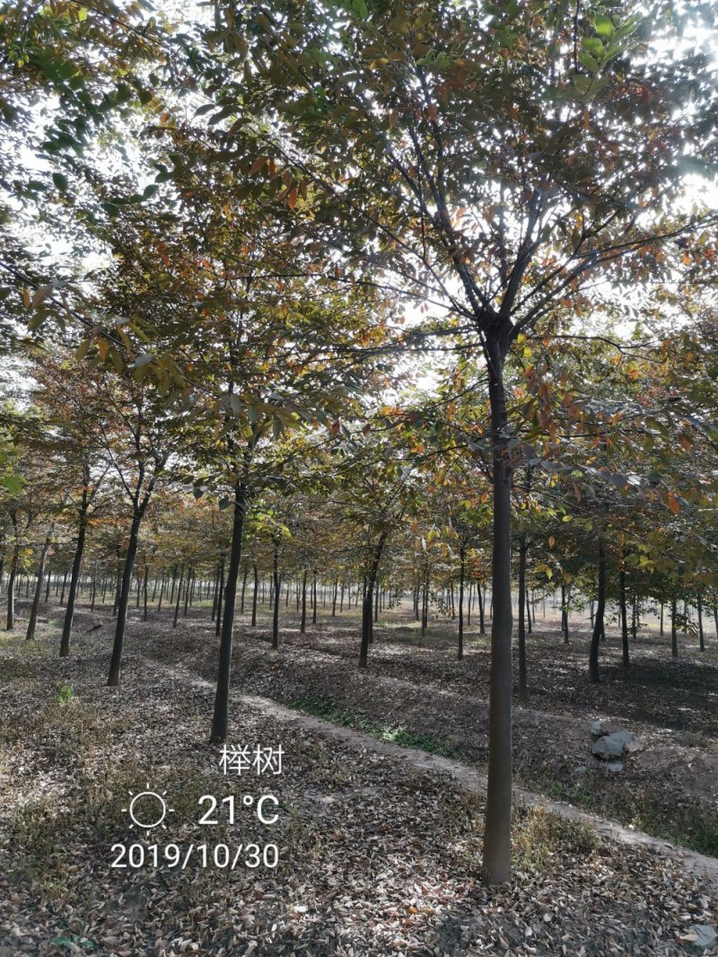 精品朴树白榉榉树苗圃大量出售12公分装车580量大从优
