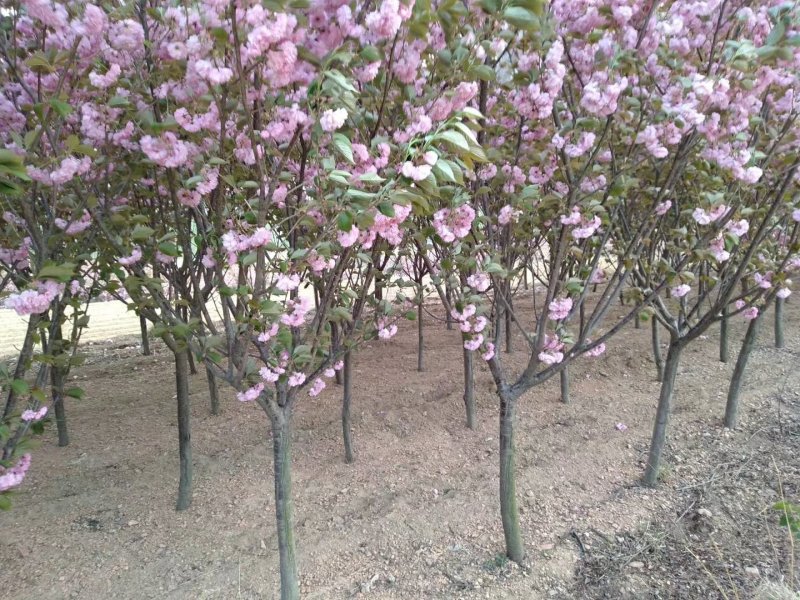 樱花树
