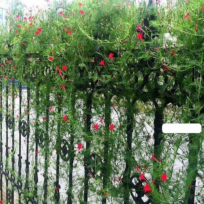羽叶莺萝种子围墙围栏庭院爬藤花卉种子四季易种
