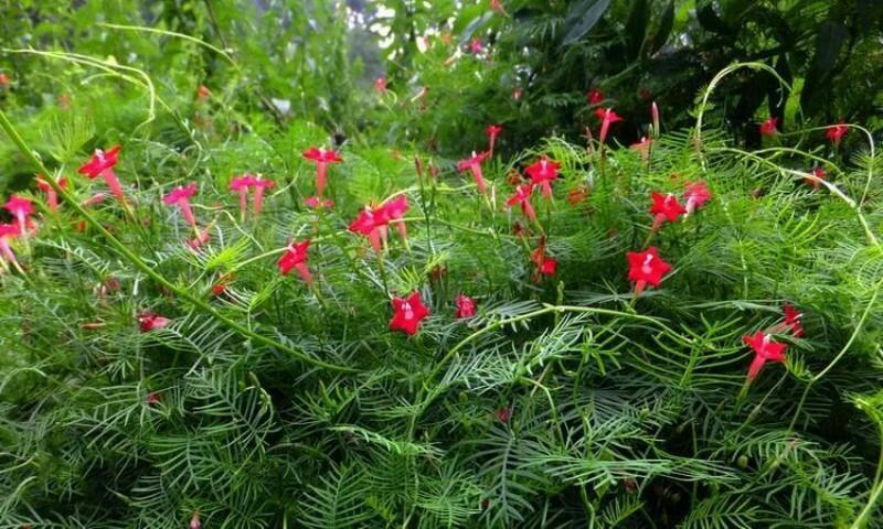 羽叶莺萝种子围墙围栏庭院爬藤花卉种子四季易种