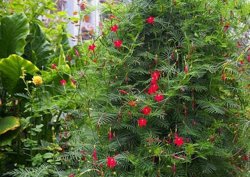 羽叶莺萝种子围墙围栏庭院爬藤花卉种子四季易种