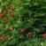 羽叶莺萝种子围墙围栏庭院爬藤花卉种子四季易种