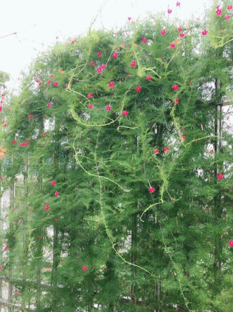 羽叶莺萝种子围墙围栏庭院爬藤花卉种子四季易种