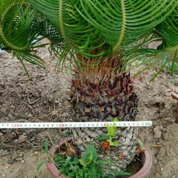 铁树羊角铁树羊角铁树基地直发镇宅辟邪保平安招财树