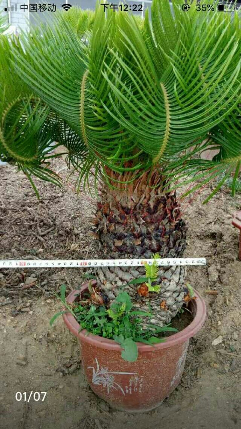 铁树羊角铁树羊角铁树基地直发镇宅辟邪保平安招财树