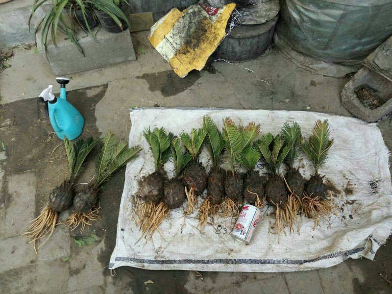 铁树羊角铁树羊角铁树基地直发镇宅辟邪保平安招财树