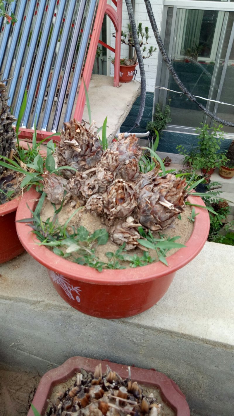 铁树羊角铁树羊角铁树基地直发镇宅辟邪保平安招财树