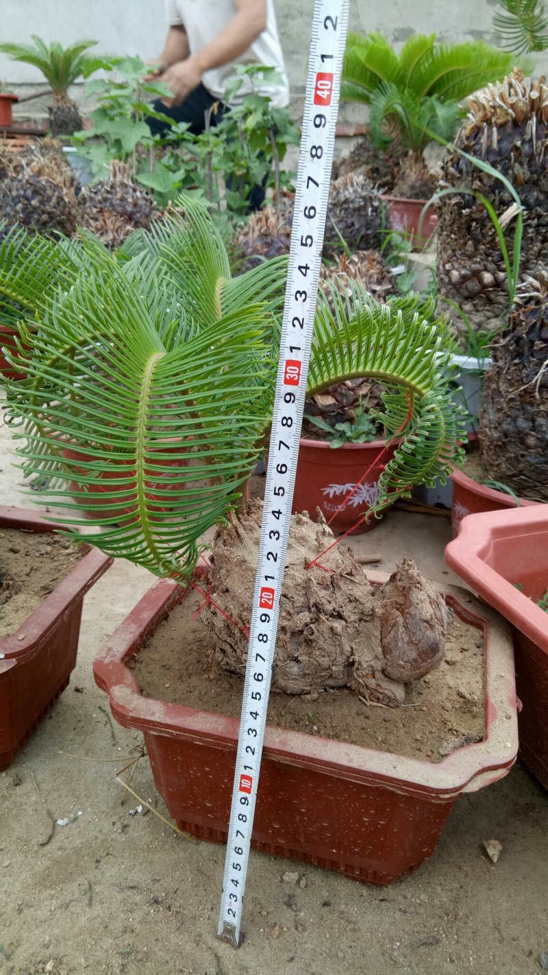铁树羊角铁树羊角铁树基地直发镇宅辟邪保平安招财树