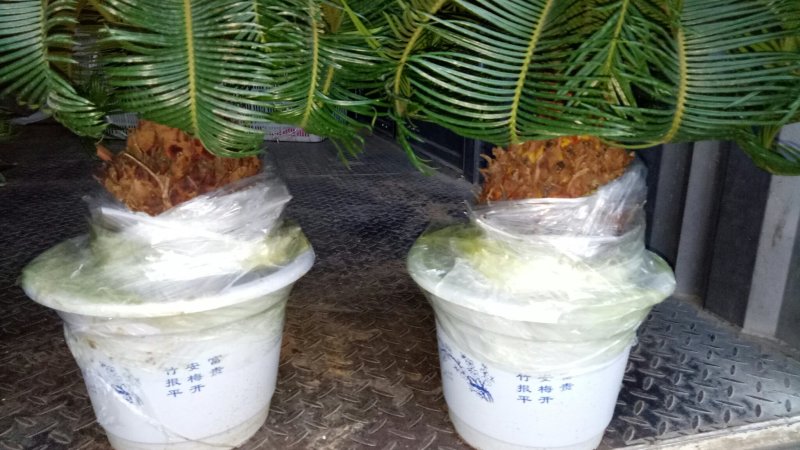 铁树羊角铁树羊角铁树基地直发镇宅辟邪保平安招财树