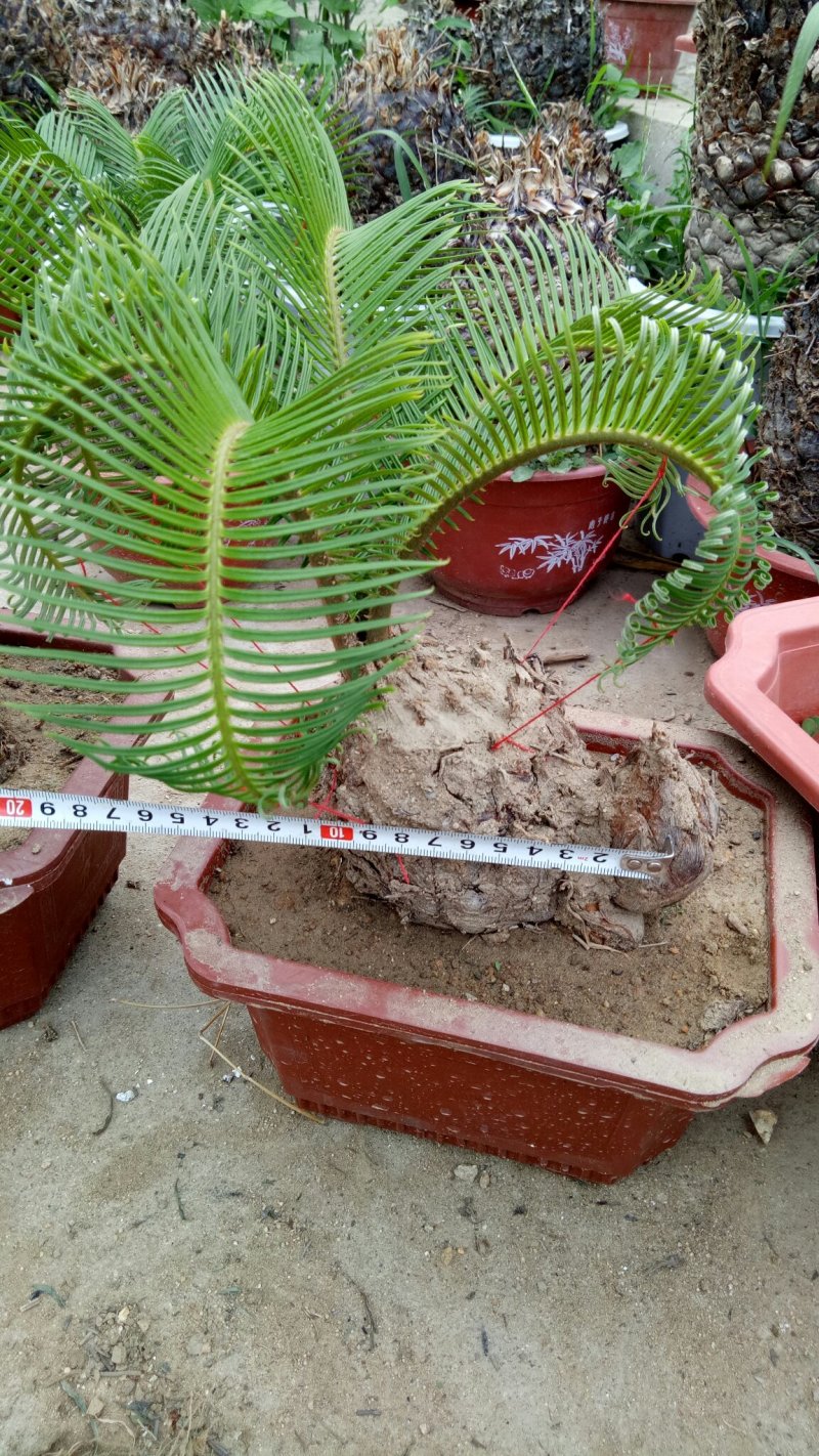 铁树羊角铁树羊角铁树基地直发镇宅辟邪保平安招财树