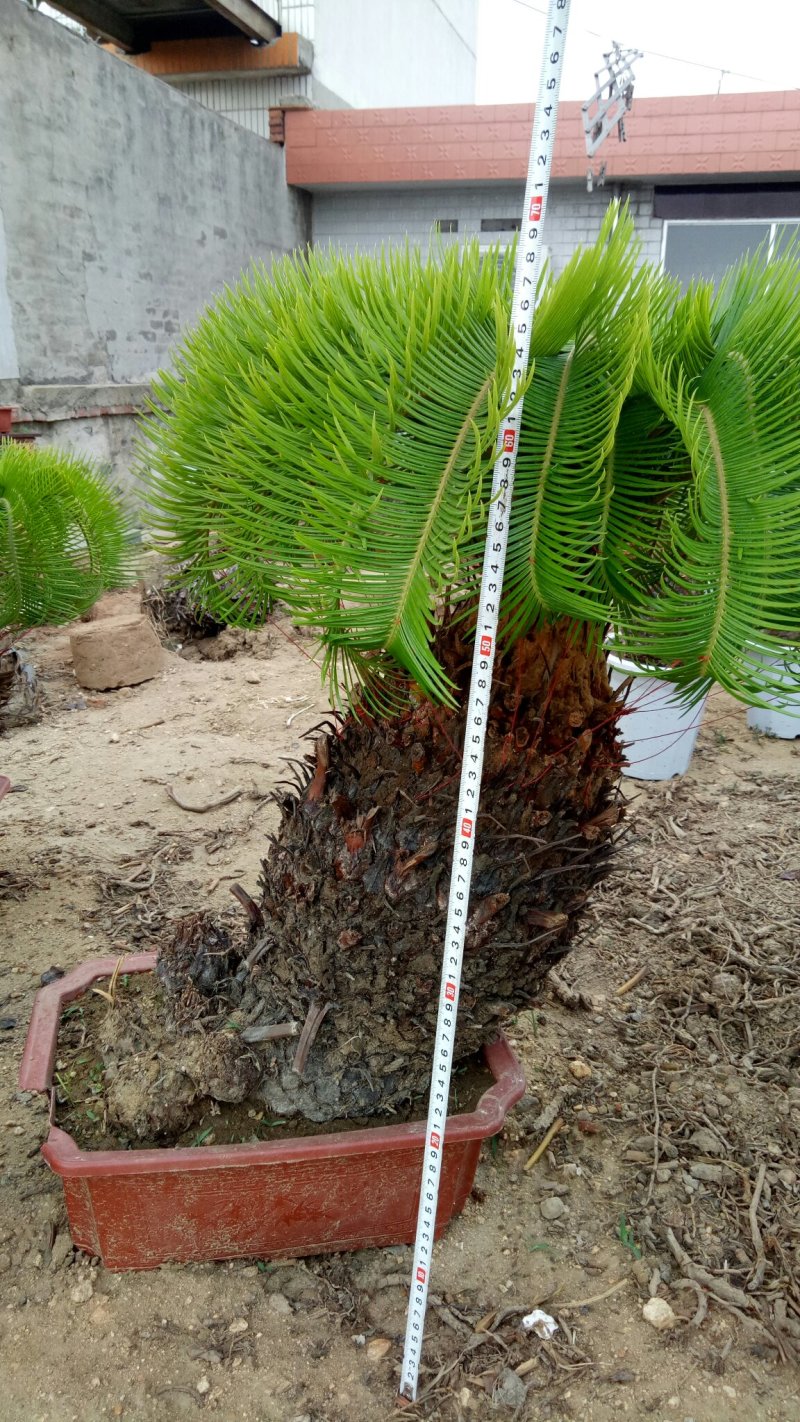 铁树羊角铁树羊角铁树基地直发镇宅辟邪保平安招财树