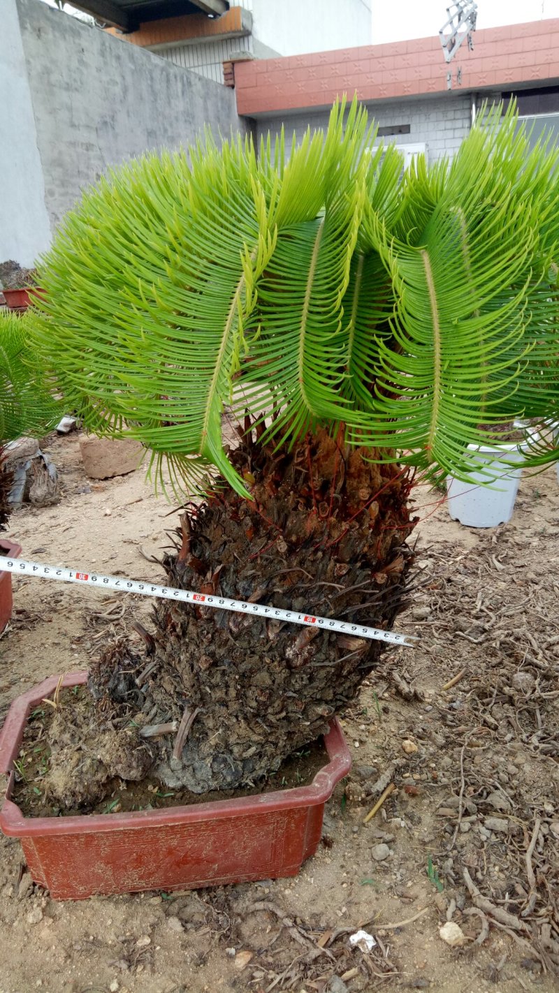 铁树羊角铁树羊角铁树基地直发镇宅辟邪保平安招财树
