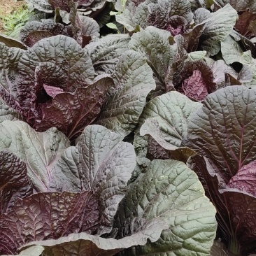 紫色大白菜阿辉特菜基地常年供应
