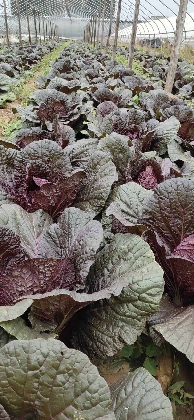 紫色大白菜阿辉特菜基地常年供应