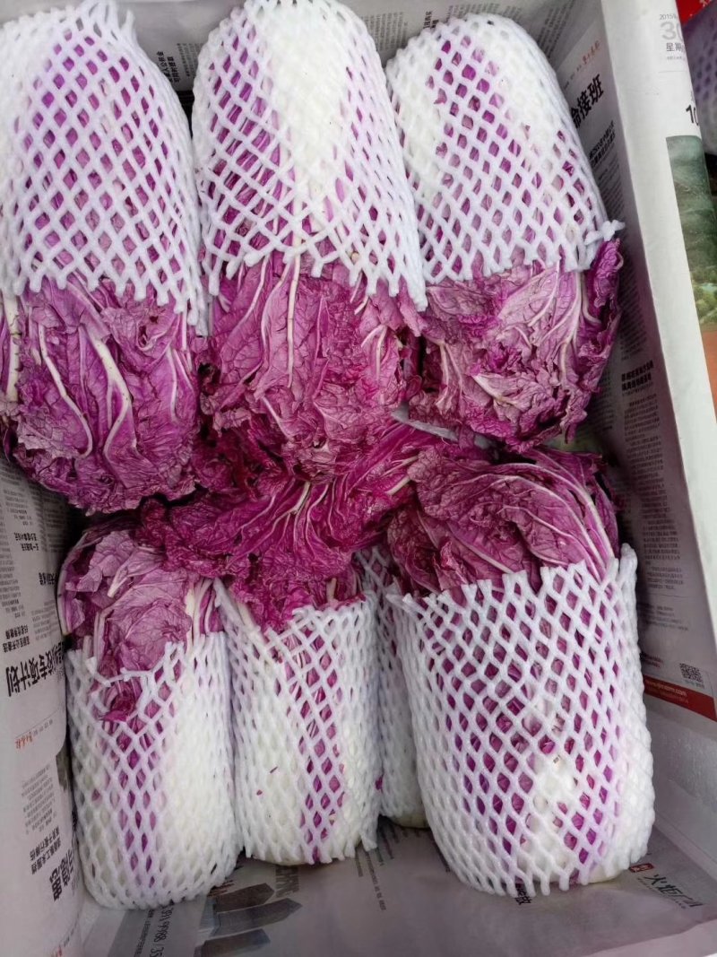 紫色大白菜阿辉特菜基地常年供应
