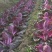 紫色大白菜阿辉特菜基地常年供应