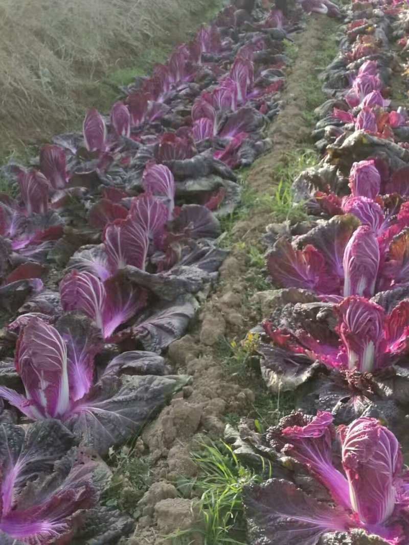 紫色大白菜阿辉特菜基地常年供应