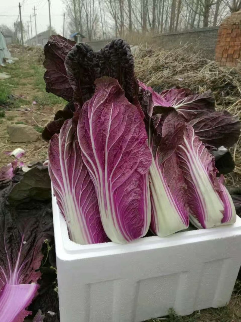 紫色大白菜阿辉特菜基地常年供应