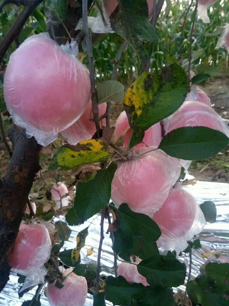 水晶红富士苹果