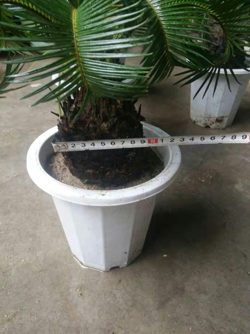 铁树羊角铁树镇宅盆景盆栽招财进宝树辟邪保平安去甲醛