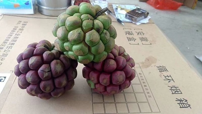新品种粉红冰白布福娜