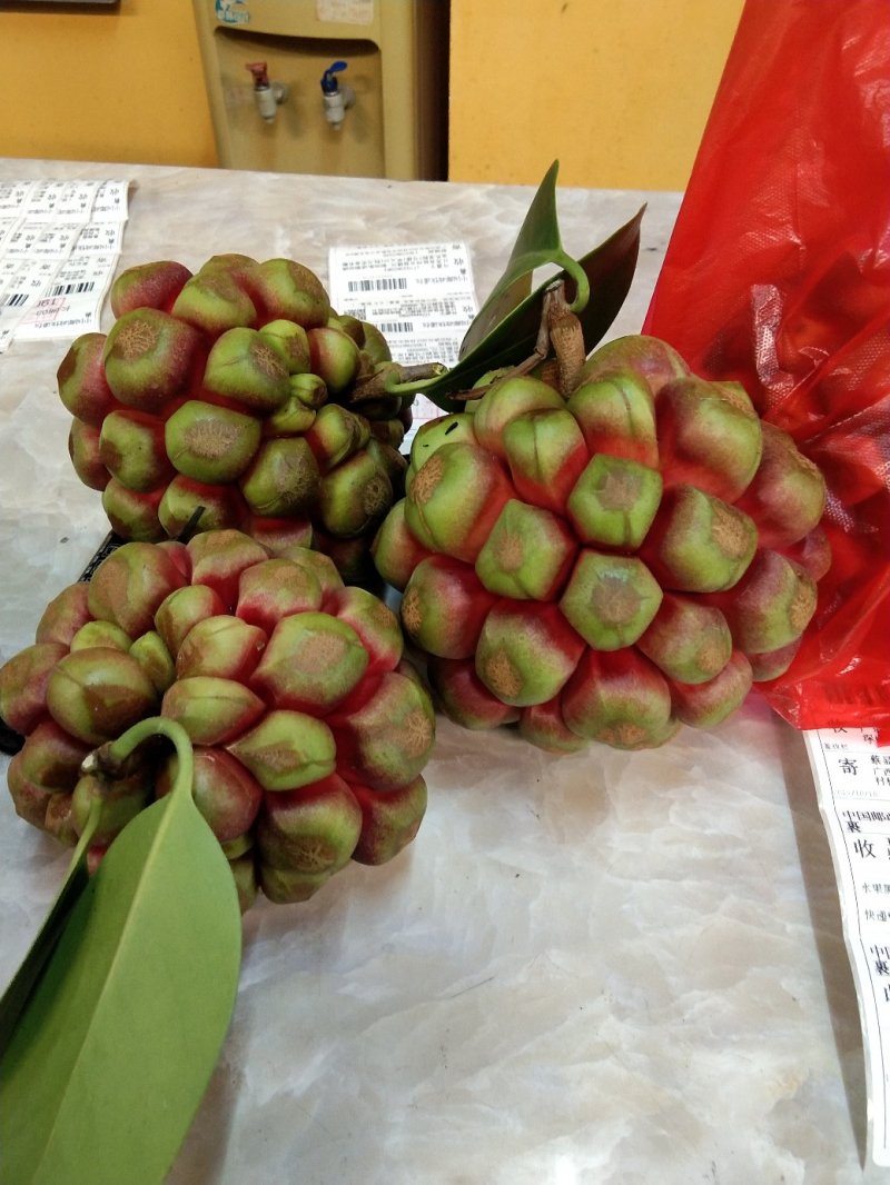 新品种粉红冰白布福娜