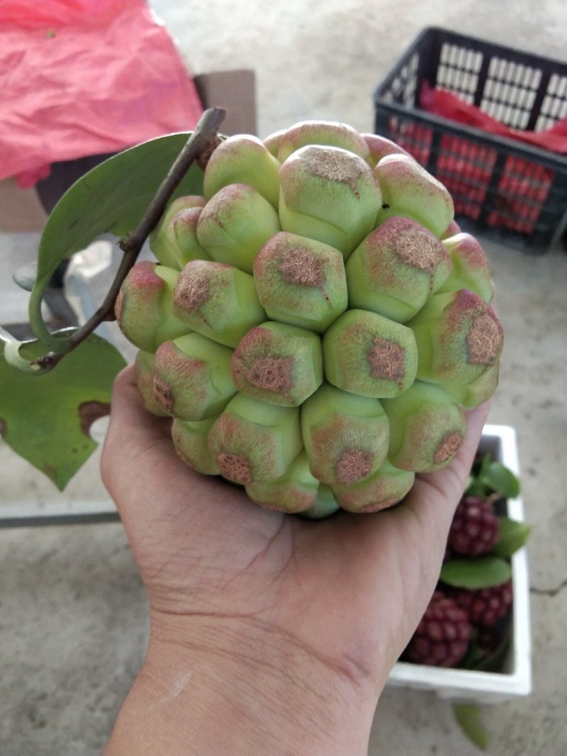 新品种粉红冰白布福娜